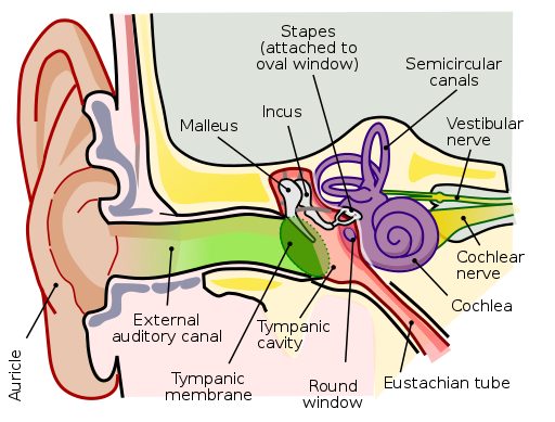 Anatomy of human ear