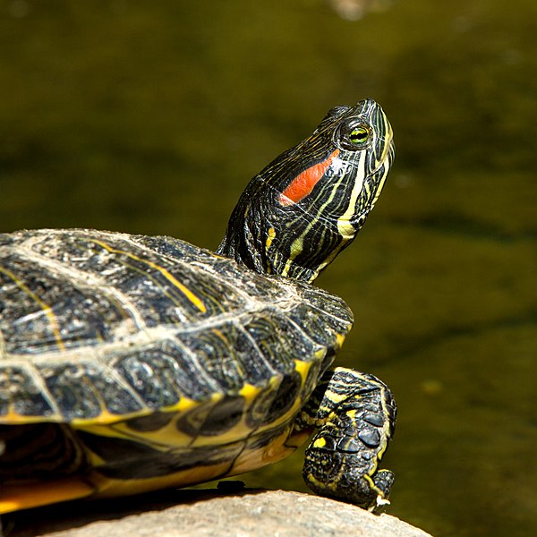 Red-eared Slider turtle