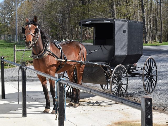 Amish buggy