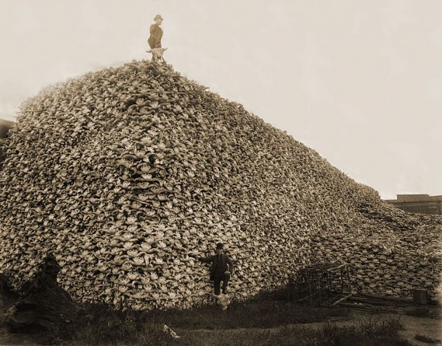 Bison skulls