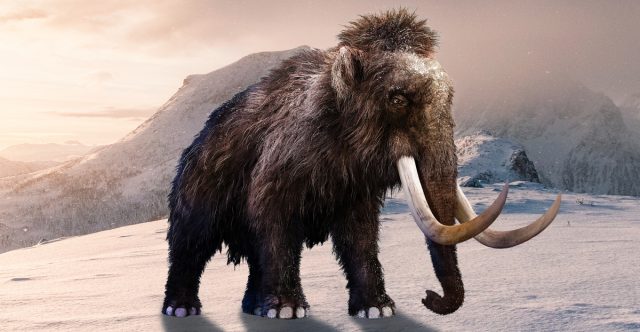 Woolly mammoth