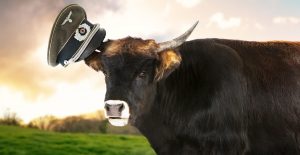 Nazi cow