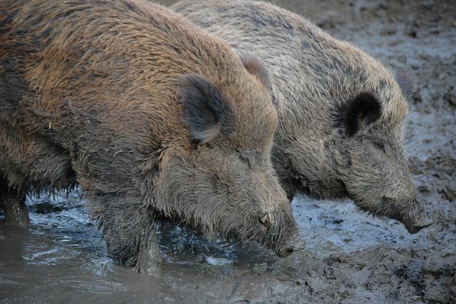 wild boars