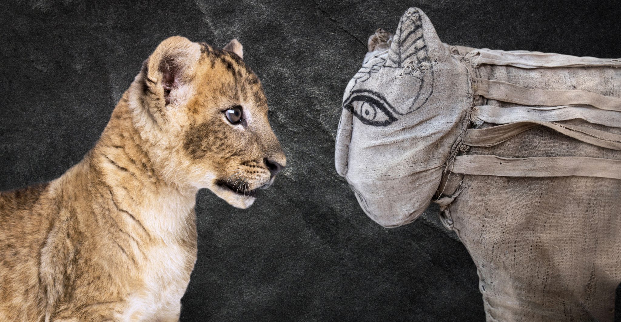 Lion cub mummy. Getty Images