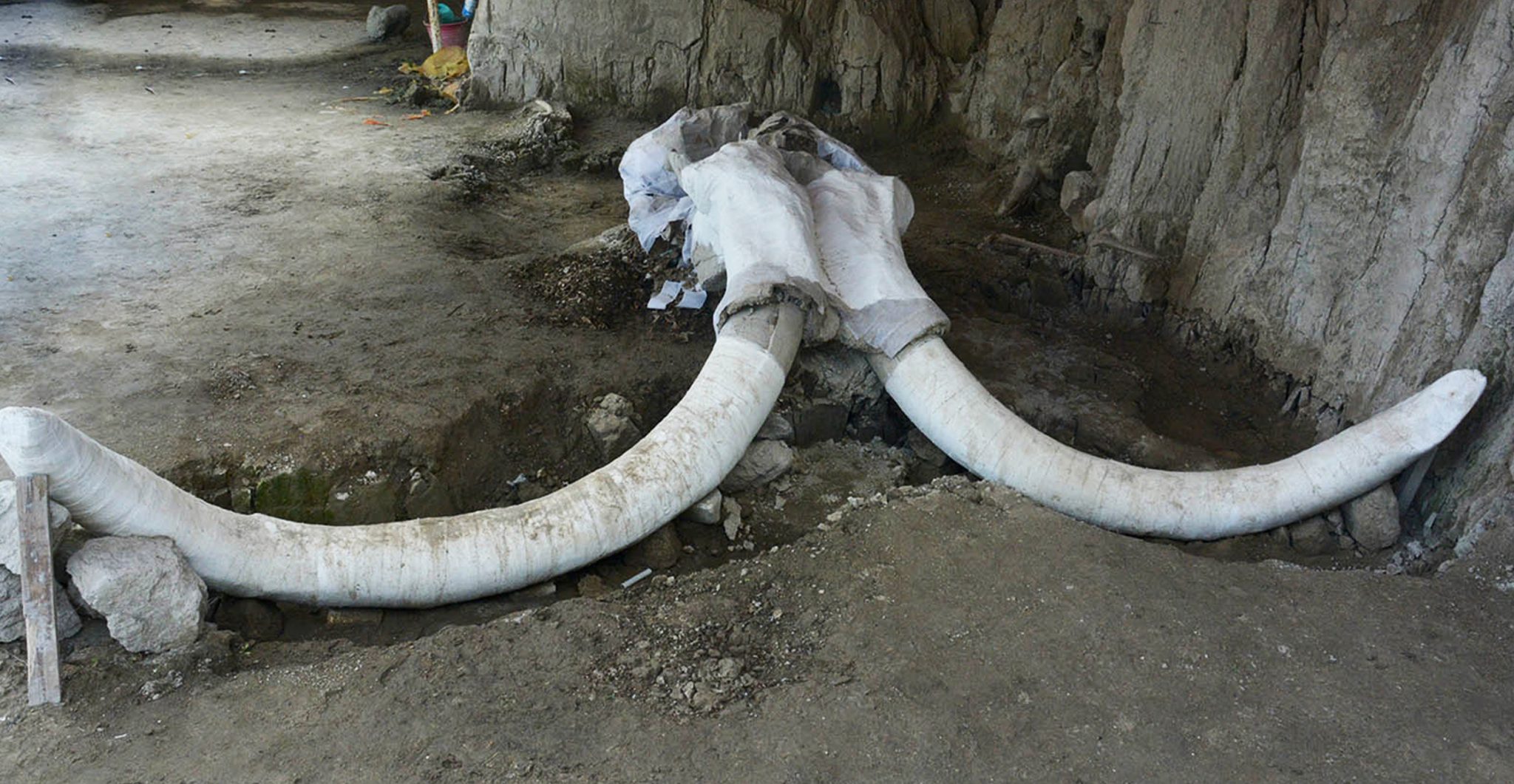 Mammoth bones. Photo: EDITH CAMACHO, The National Institute of Anthropology and History (INAH)