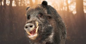 wild boar