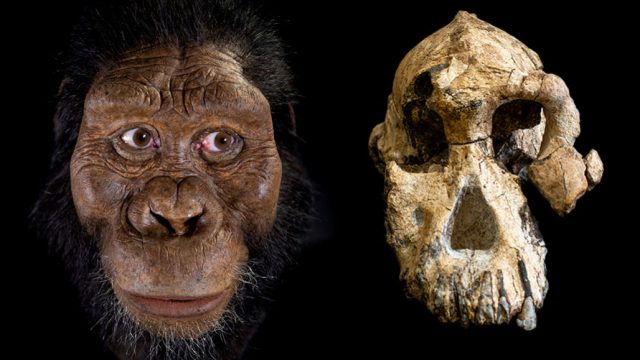 Australopithecus