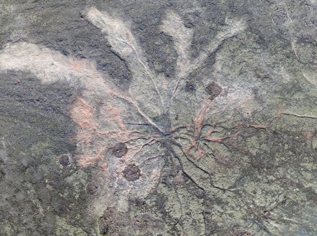 Oldest forest fossil