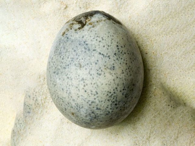Roman egg