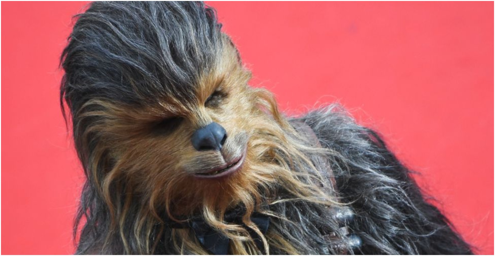 Chewbacca looking smooth. Photo: ANTONIN THUILLIER/AFP via Getty Images