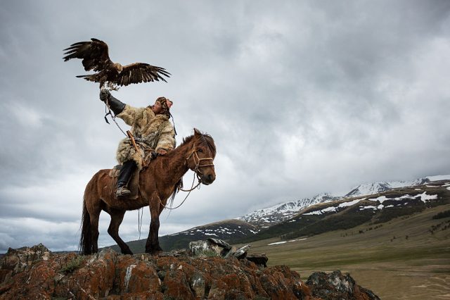 Mongolian eagle hunter