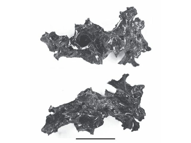 Glass brain Vesuvius