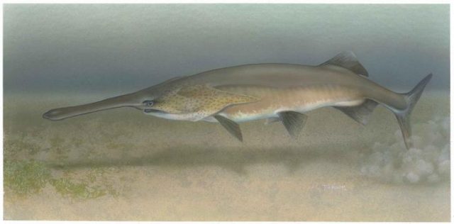 paddlefish