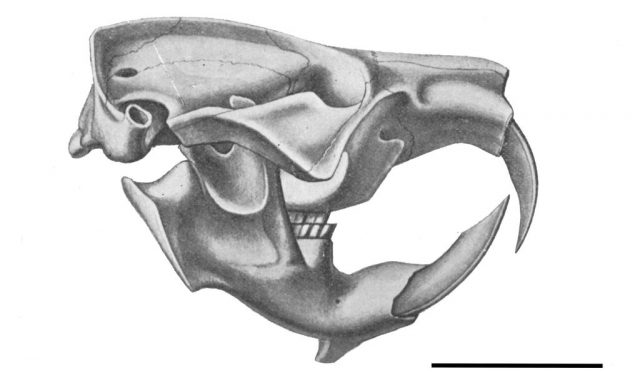 Palaeocastor skull