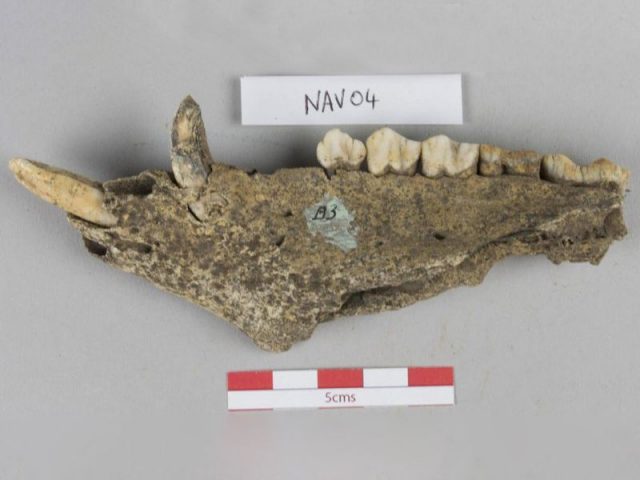 Pig mandible