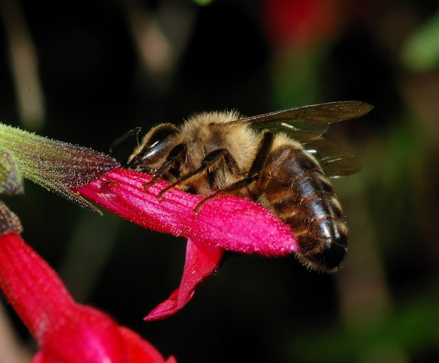 British Black Bee