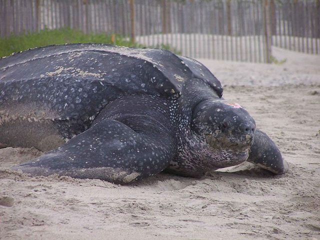 marine leatherback turtle