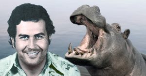 Pablo Escobar hippos