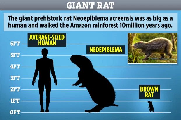 Ancient giant rat