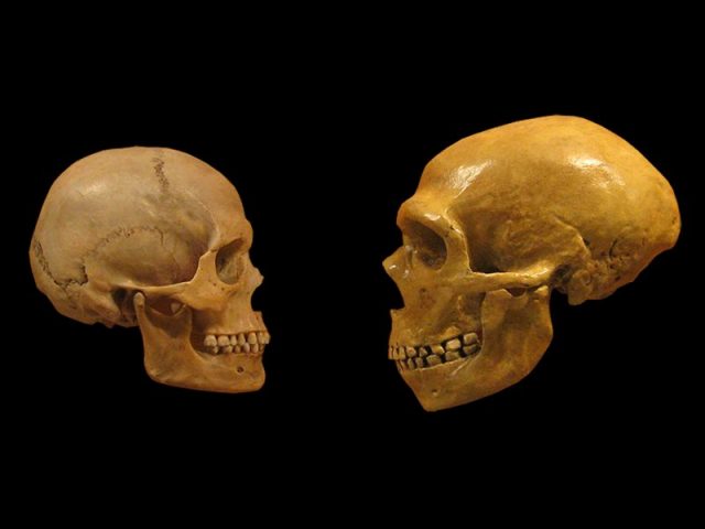 Neanderthal skull