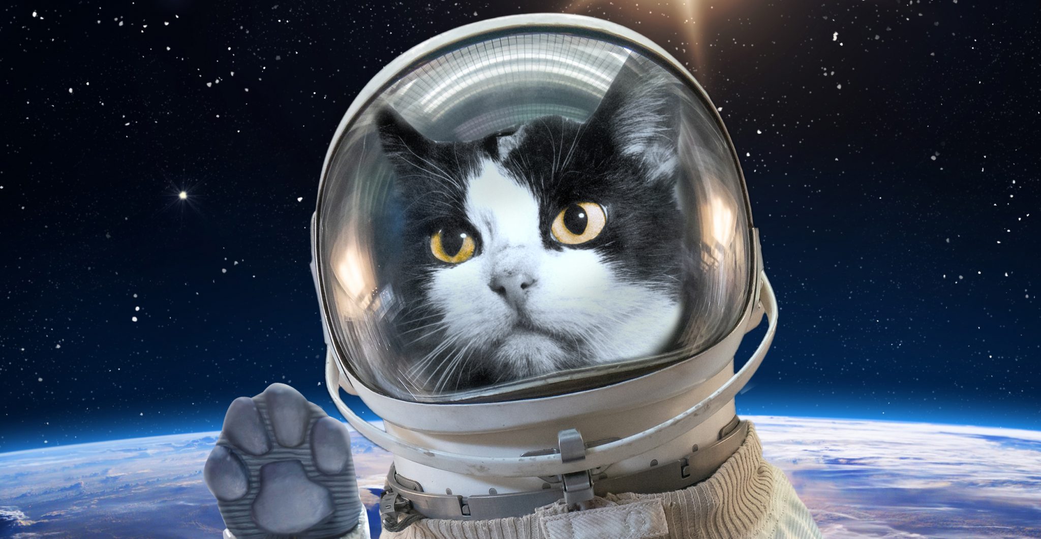 Catstronaut