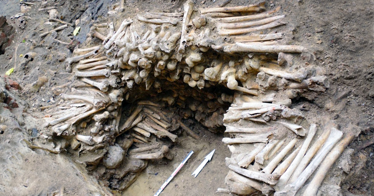 The wall of bones found. Photo: Ruben  Willaert