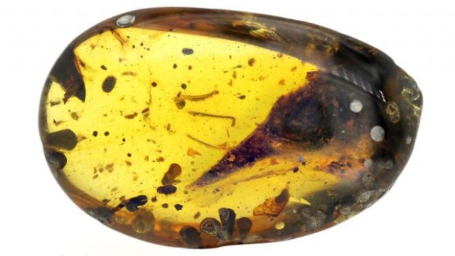 Dinosaur amber