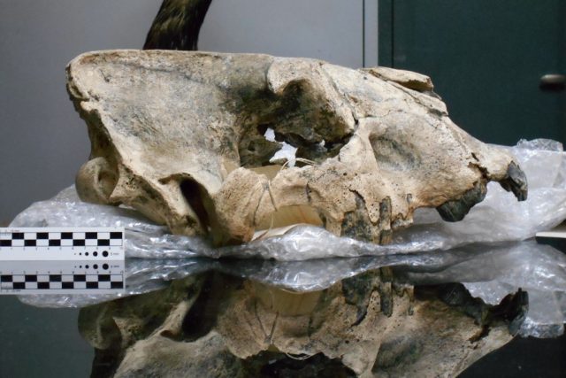 Sabre toothed tiger skull