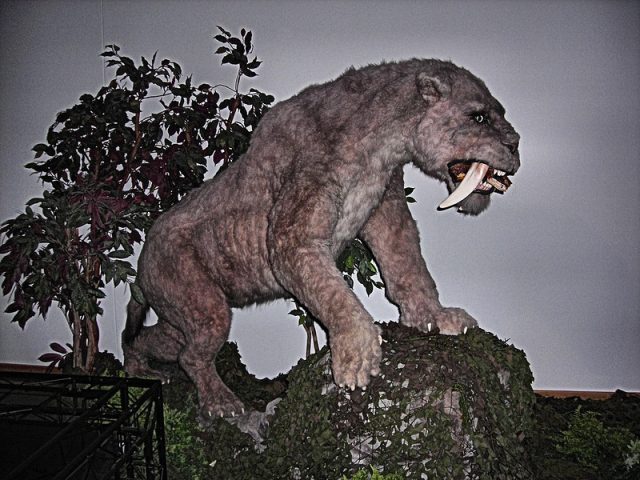 Sabre tooth tiger