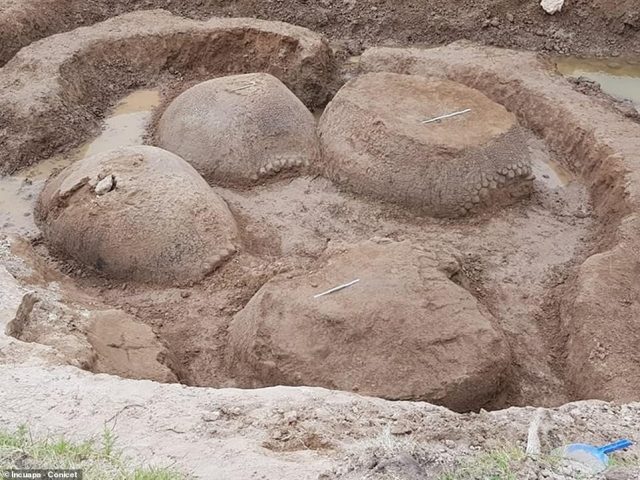 Glyptodons