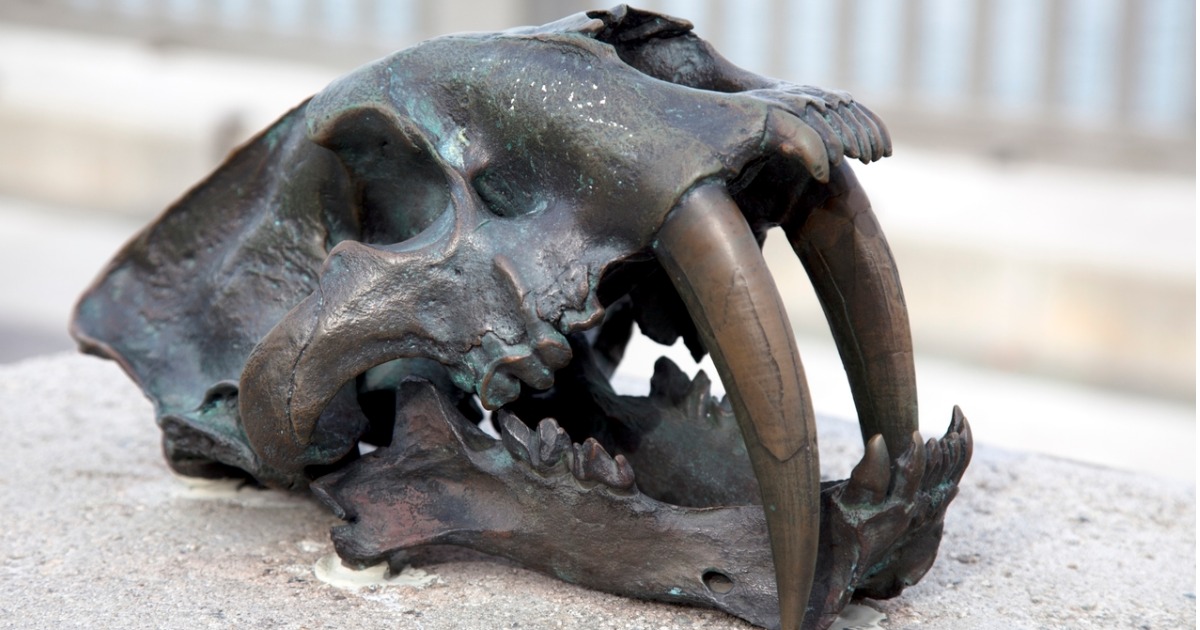 Sabre-toothed tiger skull