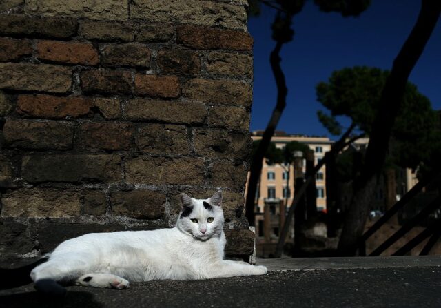 A white cat rests in the sun in the ancient ruins