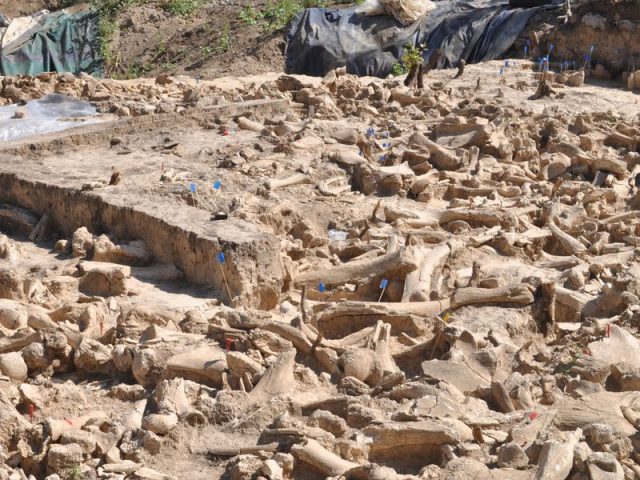 Mammoth bones structure