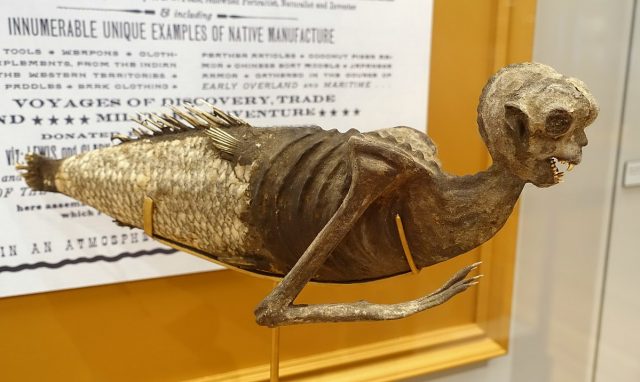 feejee mermaid