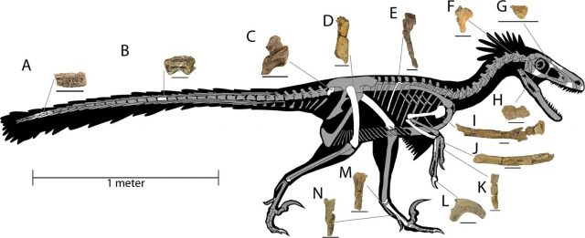 Dinosaur skeleton