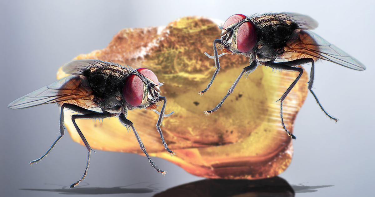 Flies trapped in amber