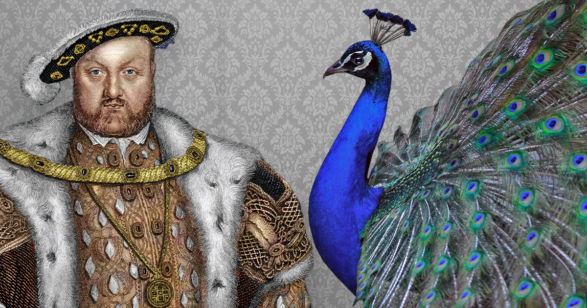 Henry VIII and a peacock