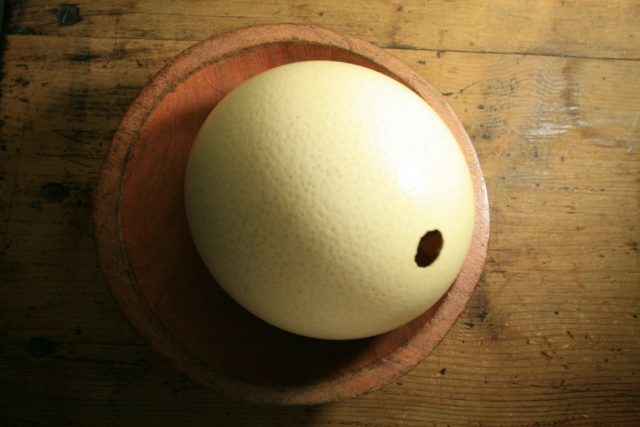 ostrich egg