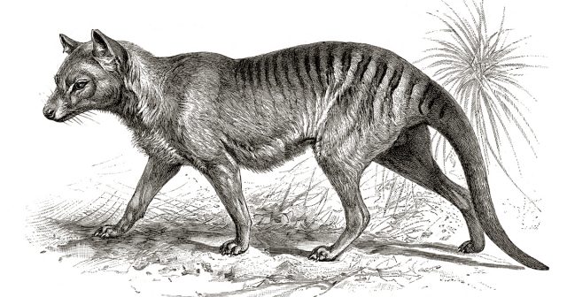 Tasmanian tiger