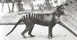Tasmanian tiger