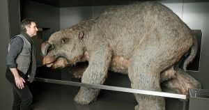 giant wombat