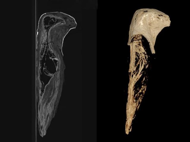 ct scan mummy