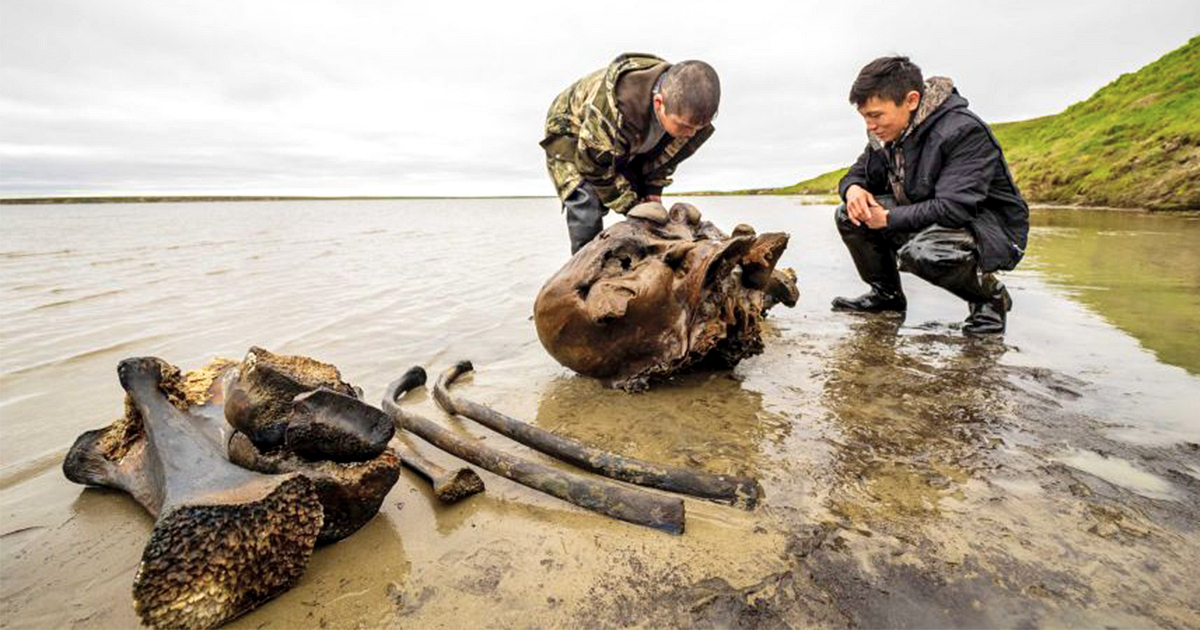 Discovering the woolly mammoth. Photo via The Siberian Times