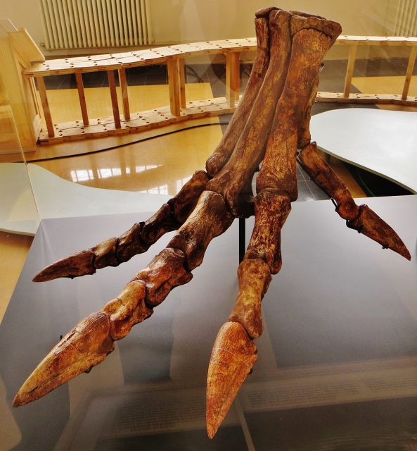 Reconstructed foot, note straight claws and large hallux. Ghedoghedo – CC BY-SA 4.0