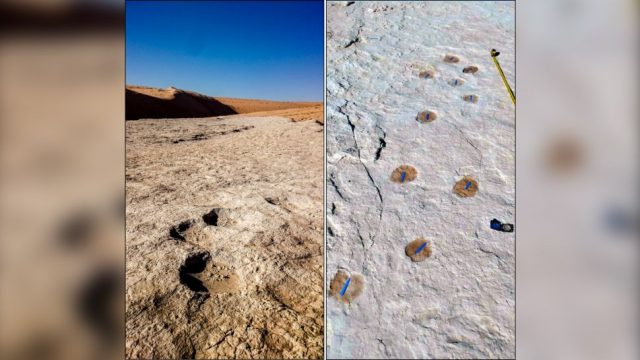 Other fascinating footprints have been found in the lake bed of Arabia. Elephant (left) and camel (right). Credit: Stewart et al., 2020)