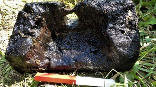 Oak timbers from the river are said to be in good condition. Credit: Geoff Parkhouse Ancrum and District Heritage Society