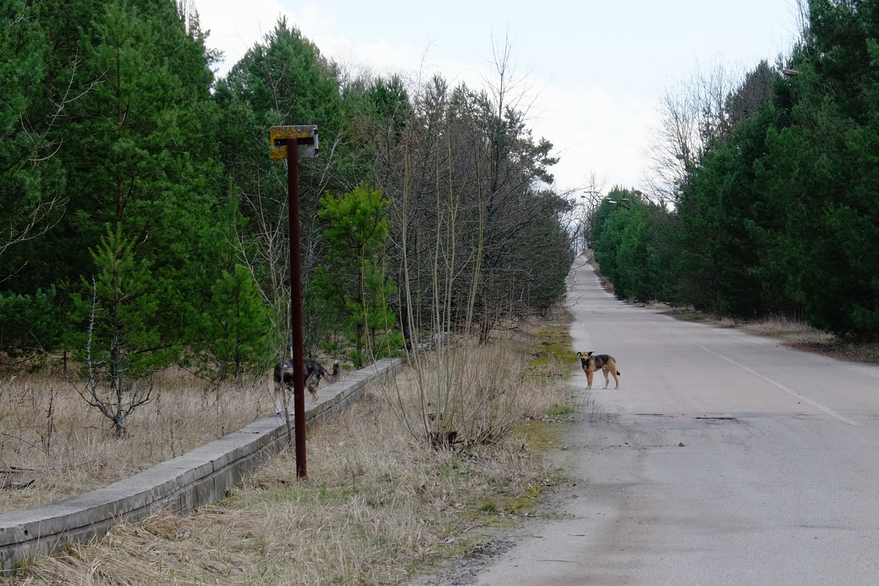 A feral dog in the Chernobyl exclusion zone. Homeless animals in the territory contaminated with radiation.