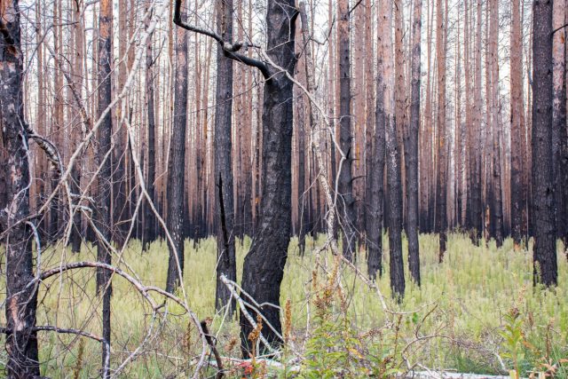 Dead dry pine forest