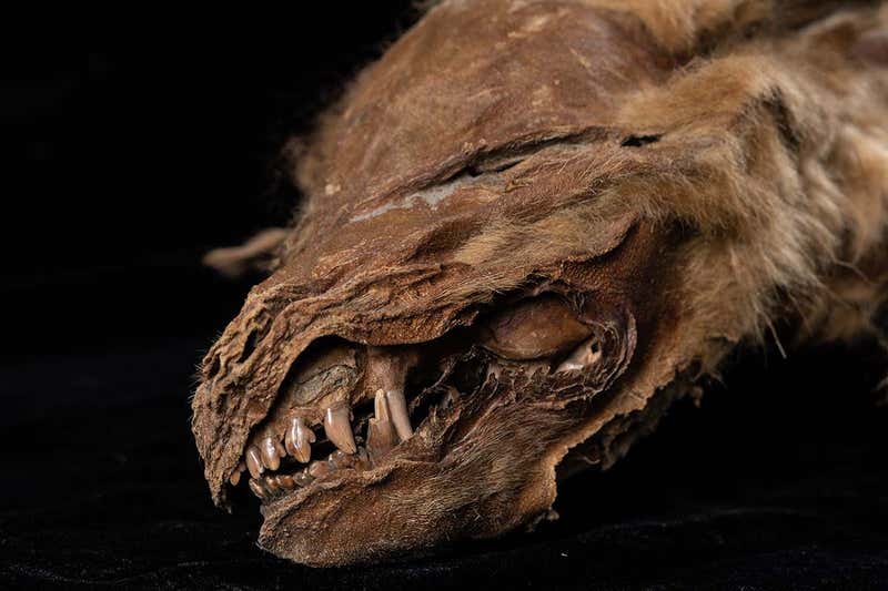 The mummified wolf pup is very well preserved. Credit:: Government of Yukon



