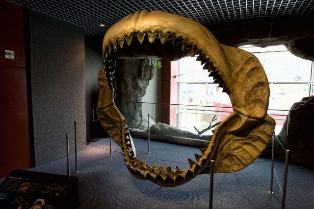 Reconstructed jaws on display at the National Aquarium in Baltimore. Serge Illaryonov – CC BY 3.0